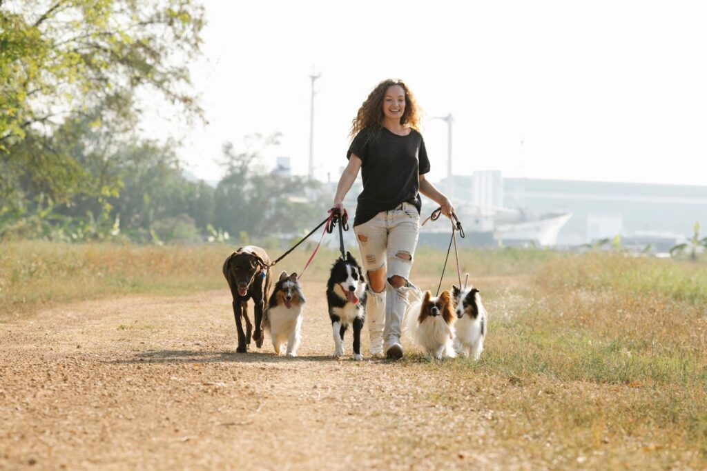 Dog walker walking a group of dogs on leashes