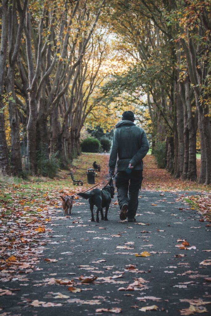 Person walking two dogs along a leafy park path in autumn